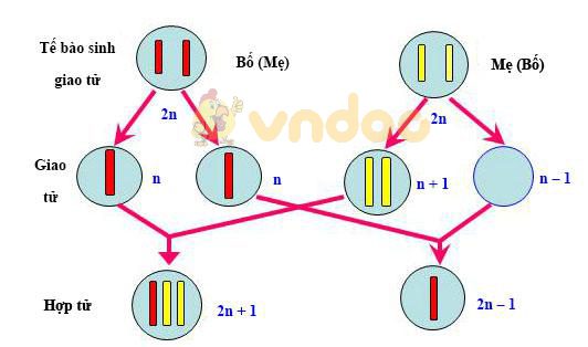 Lý thuyết Sinh học lớp 9 bài 23: Đột biến số lượng nhiễm sắc thể