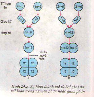 Lý thuyết Sinh học lớp 9 bài 24: Đột biến số lượng nhiễm sắc thể (tiếp theo)