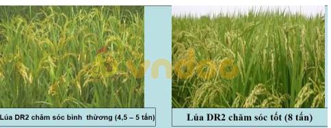 Lý thuyết Sinh học lớp 9 bài 25: Thường biến