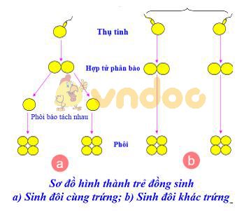 Lý thuyết Sinh học lớp 9 bài 28: Phương pháp nghiên cứu di truyền người