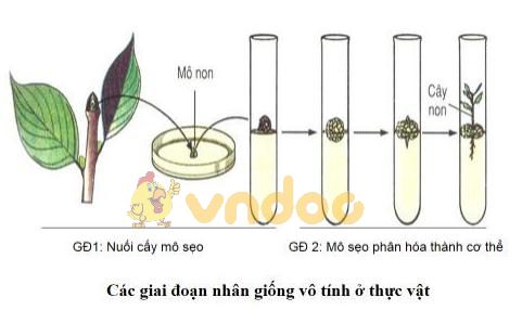 Lý thuyết Sinh học lớp 9 bài 31: Công nghệ tế bào