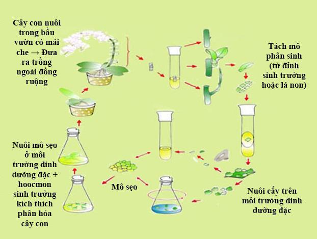 Lý thuyết Sinh học lớp 9 bài 31: Công nghệ tế bào