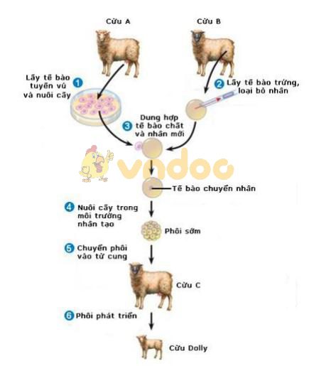 Lý thuyết Sinh học lớp 9 bài 31: Công nghệ tế bào