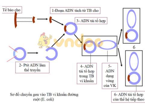 Lý thuyết Sinh học lớp 9 bài 32: Công nghệ gen