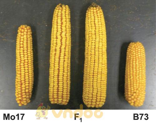 Lý thuyết Sinh học lớp 9 bài 35: Ưu thế lai