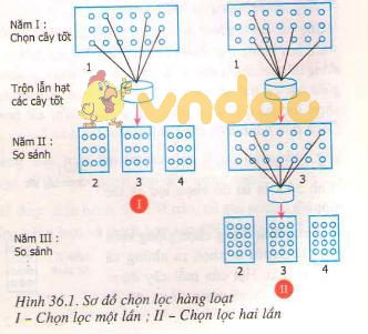 Lý thuyết Sinh học lớp 9 bài 36: Các phương pháp chọn lọc