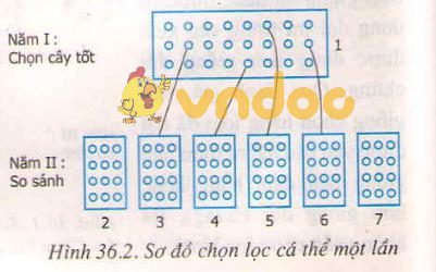 Lý thuyết Sinh học lớp 9 bài 36: Các phương pháp chọn lọc