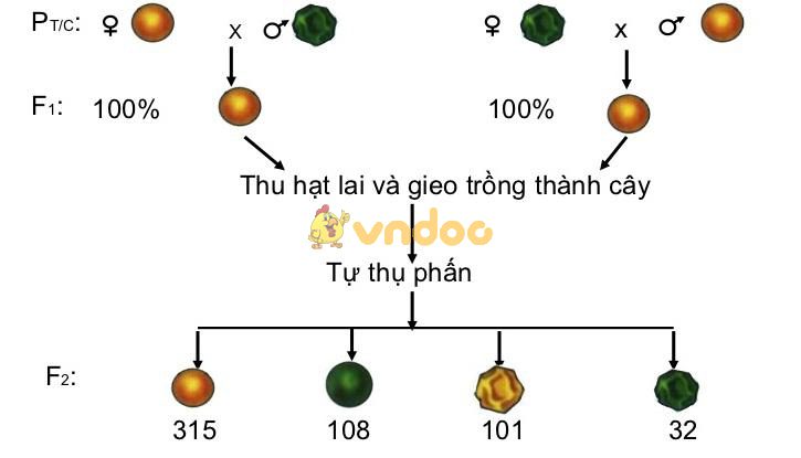 Lý thuyết Sinh học lớp 9 bài 4: Lai hai cặp tính trạng