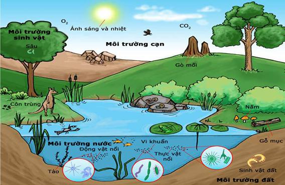 Lý thuyết Sinh học lớp 9 bài 41: Môi trường và các nhân tố sinh thái