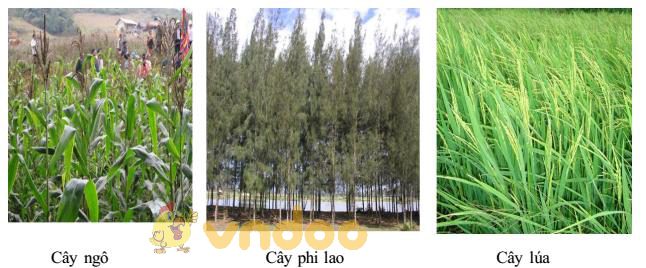 Lý thuyết Sinh học lớp 9 bài 42: Ảnh hưởng của ánh sáng lên đời sống sinh vật