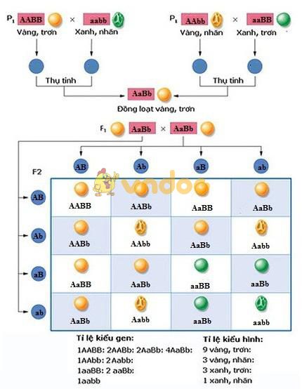 Lý thuyết Sinh học lớp 9 bài 5: Lai hai cặp tính trạng (tiếp theo)