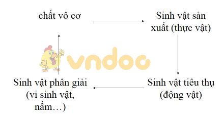 Lý thuyết Sinh học lớp 9 bài 50: Hệ sinh thái