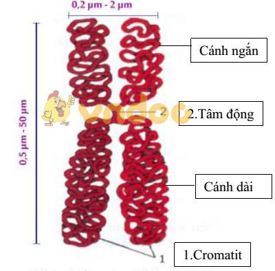 Lý thuyết Sinh học lớp 9 bài 8: Nhiễm sắc thể