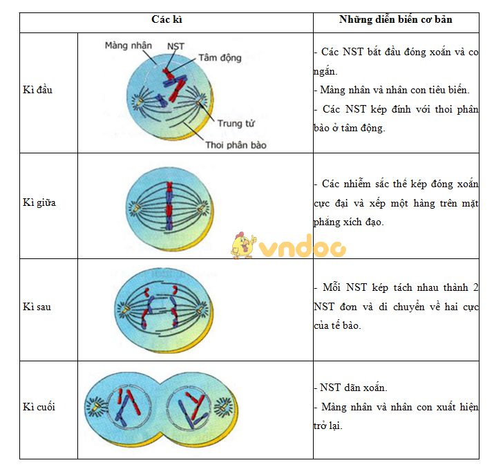 Lý thuyết Sinh học lớp 9 bài 9: Nguyên phân