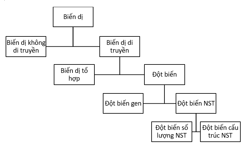 Bài tập tự luận Thường biến