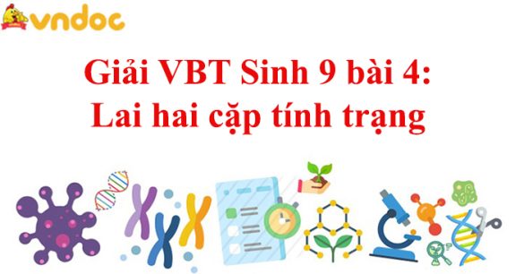 Giải VBT Sinh 9 bài 4: Lai hai cặp tính trạng