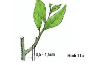 lý thuyết môn công nghệ 9