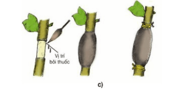 lý thuyết môn công nghệ 9