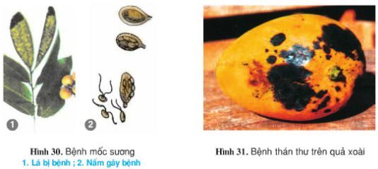 Giải bài tập SGK Công nghệ lớp 9 quyển 3 bài 12: Thực hành: Nhận biết một số loại sâu, bệnh hại cây ăn quả