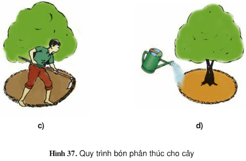 Giải bài tập SGK Công nghệ lớp 9 quyển 3 bài 14: Thực hành: Bón phân thúc cho cây ăn quả