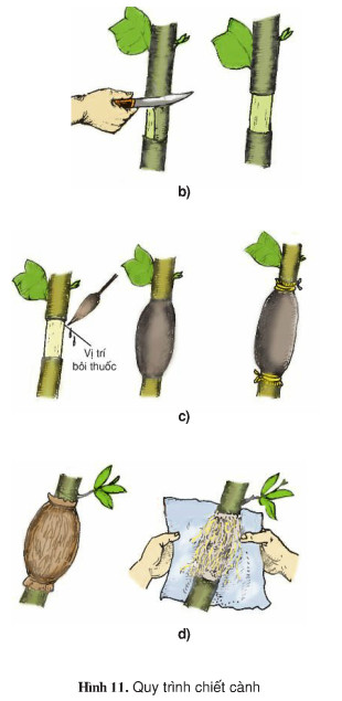 Giải bài tập SGK Công nghệ lớp 9 quyển 3 bài 5: Thực hành: Chiết cành
