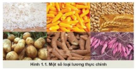 Giải Công nghệ 10 Bài 1