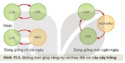 Giải Công nghệ 10 Bài 11