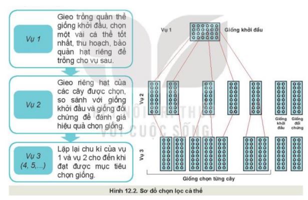 Giải Công nghệ 10 Bài 12