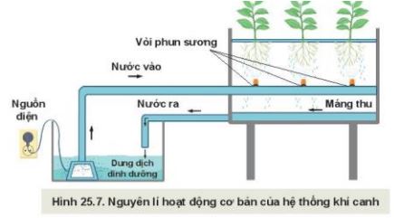 Giải Công nghệ 10 Bài 25