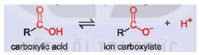 Hóa 11 Kết nối tri thức bài 24