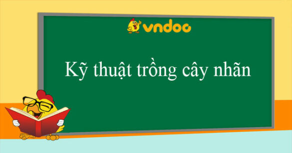 Kỹ thuật trồng cây nhãn