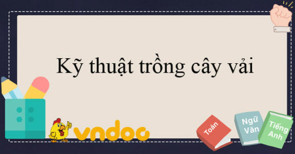 Kỹ thuật trồng cây vải