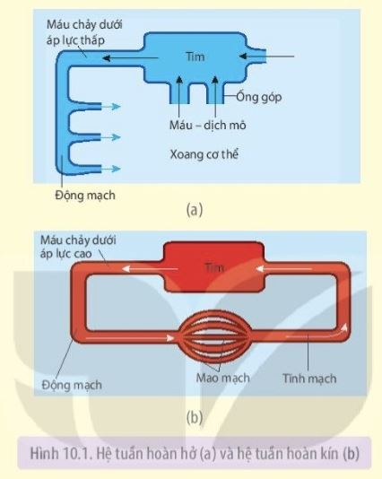 Sinh 11 Kết nối tri thức bài 10