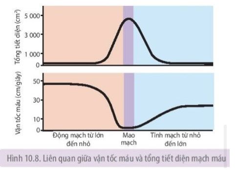 Sinh 11 Kết nối tri thức bài 10