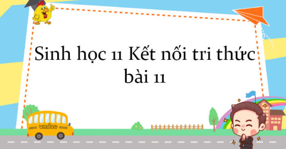 Sinh học 11 Kết nối tri thức bài 11