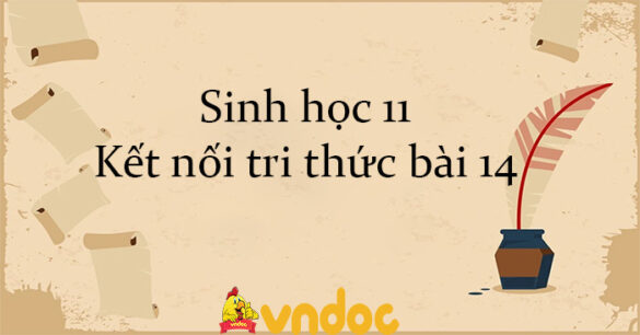 Sinh học 11 Kết nối tri thức bài 14