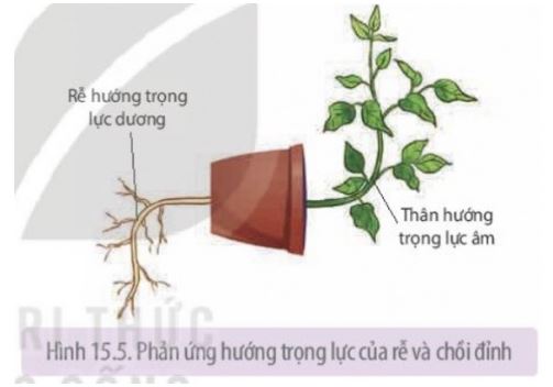 Sinh 11 Kết nối tri thức bài 15