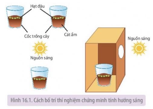 Sinh 11 Kết nối tri thức bài 16