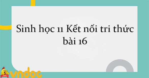 Sinh học 11 Kết nối tri thức bài 16