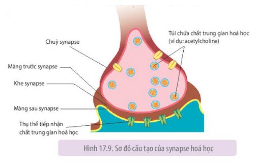 Sinh 11 Kết nối tri thức bài 17