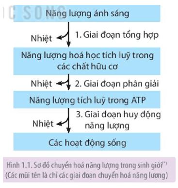 Sinh 11 Kết nối tri thức bài 1