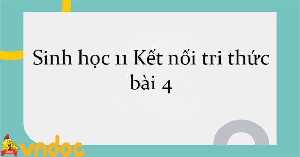 Sinh học 11 Kết nối tri thức bài 4