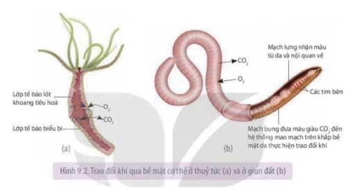 Sinh học 11 Kết nối tri thức bài 9