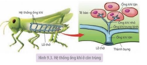 Sinh học 11 Kết nối tri thức bài 9