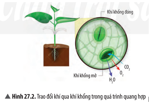 Khoa học tự nhiên 7 Bài 27: Trao đổi khí ở sinh vật