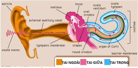 Khoa học tự nhiên 8 Kết nối tri thức bài 37