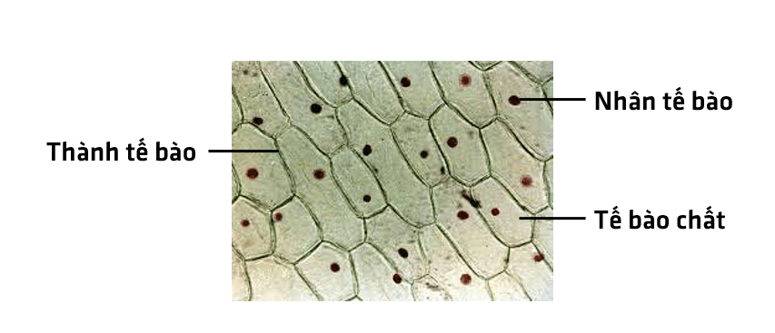 Khoa học tự nhiên 6 bài 18 Thực hành quan sát tế bào sinh vật