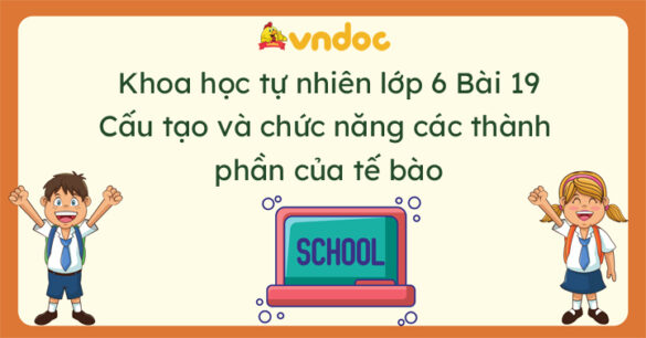 Khoa học tự nhiên 6 Bài 19 Cấu tạo và chức năng các thành phần của tế bào