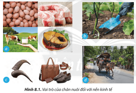 Từ Hình 8.1, em hãy nêu những lợi ích mà các sản phẩm mà các sản phẩm của ngành chăn nuôi mang lại