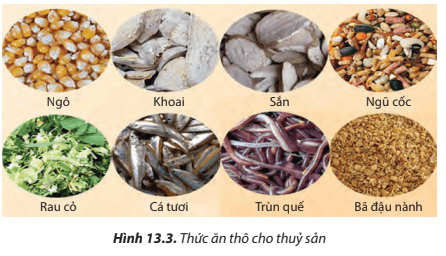 Quan sát Hình 13.2, 13.3 , 13.4, hãy phân biệt và đánh giá ưu, nhược điểm của các loại thức ăn cho tôm, cá